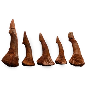 Fossil Rostral Tooth Group