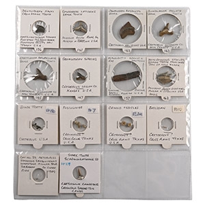 North American and Other Fossil Collection