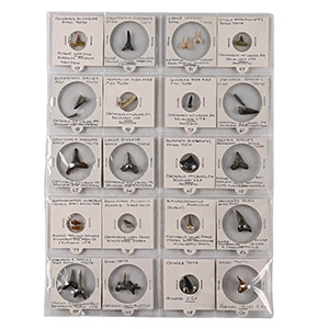 North American and Other Fossil Collection