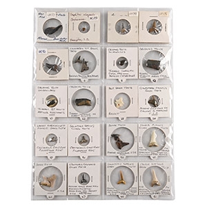 North American and Other Fossil Collection