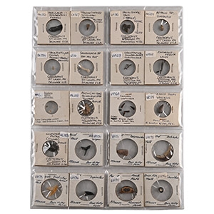 North American Fossil Collection