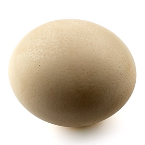 Blown Ostrich Egg for Display