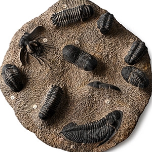 Large Fossil Trilobite Group in Matrix
