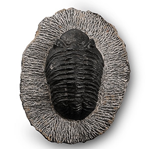 Large Fossil Trilobite in Matrix