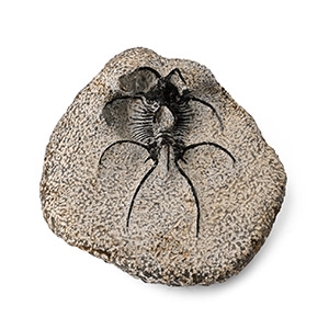 Fossil Trilobite in Matrix