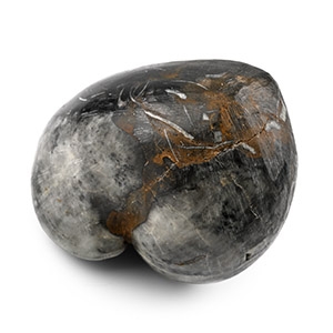 Polished Fossil Brachiopod