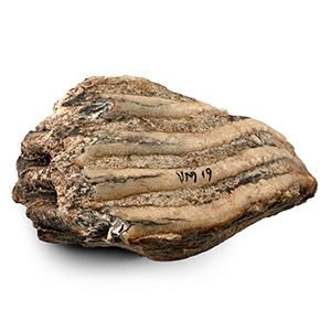 Fossil Woolly Mammoth Molar Tooth