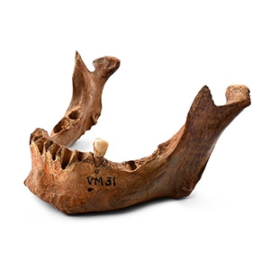 Medieval Human Lower Jaw