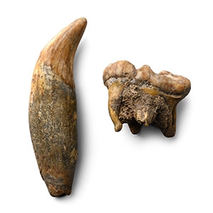 Fossil Ursus Spelaeus Canine and Molar Tooth Group