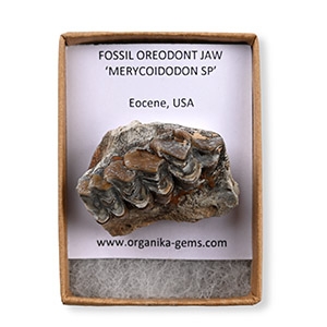 Fossil Oreodont Jaw Section