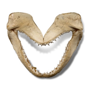 Sharks Jaw in Card Tray