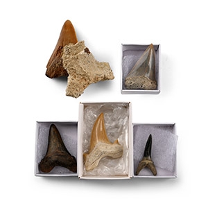 Extinct Sharks Tooth Collection