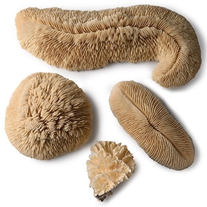 Mushroom and Lettuce Coral Collection