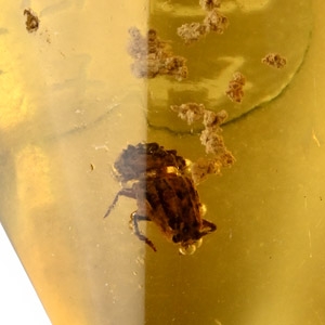 Beetle in Polished Amber