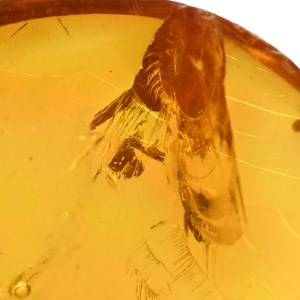 Fly in Polished Amber