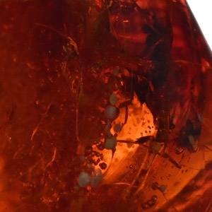 Fly in Polished Amber