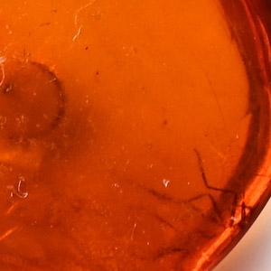 Insect Legs in Polished Amber