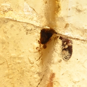 Beetle in Polished Copal