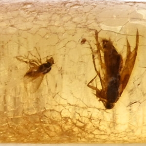 Flies in Polished Baltic Amber