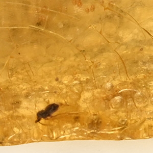 Fly in Polished Baltic Amber