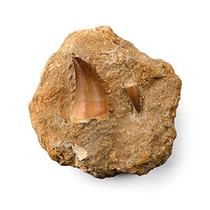 Fossil Mosasaur Marine Dinosaur Teeth in Matrix