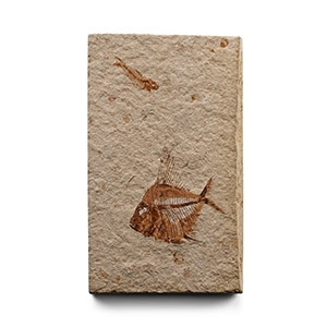 Fossil Velifer Fish in Matrix