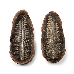 Fossil Fern in Opened Nodule