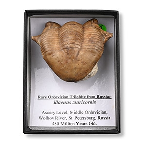 Fossil Illaenus Tauricornis Trilobite