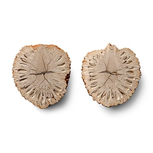 Cut and Polished Fossil Auricaria Pinecone