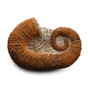 Fossil Heteromorph Ammonite