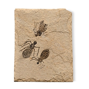 Fossil Dragonfly Larvae in Matrix