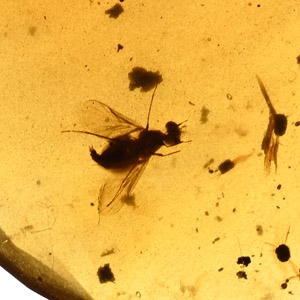 Fly and Other Inclusions in Polished Amber