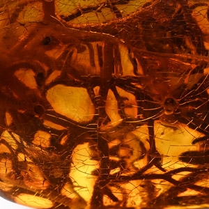 Insect Nest in Polished Amber