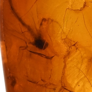 Mosquito and Other Inclusions in Polished Amber