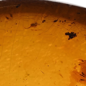 Insect Inclusion in Polished Amber