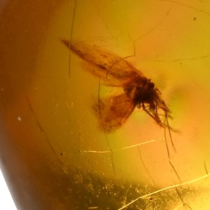 Fly and Other Inclusions in Polished Amber