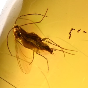 Fly Inclusion in Polished Amber