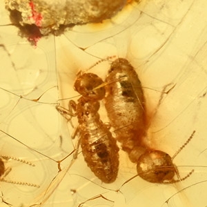 Termites in Polished Amber