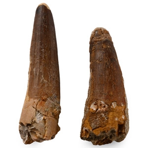 Spinosaurus Fossil Dinosaur Tooth Group