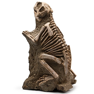 Psittacosaurus Fossil Dinosaur Skeleton