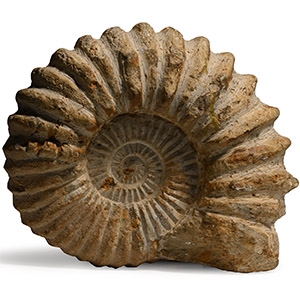 Large Fossil Agadir Ammonite