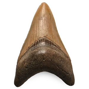 Fossil Megalodon Shark Tooth