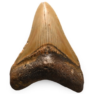 Fossil Megalodon Shark Tooth