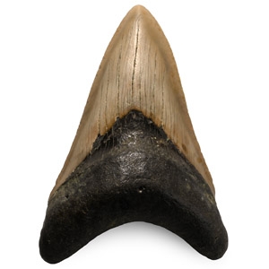 Fossil Megalodon Shark Tooth