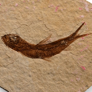 Fossil Knightia Fish on Matrix