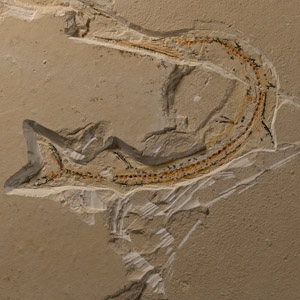 Fossil Fish on Matrix