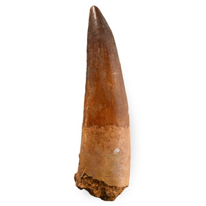 Large Spinosaurus Dinosaur Fossil Tooth