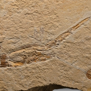 Double Fossil Shrimp Plate