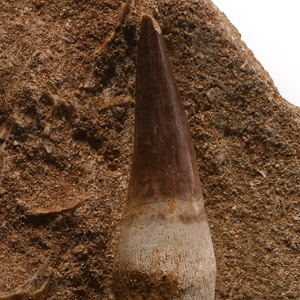 Mosasaur Marine Dinosaur Fossil Tooth