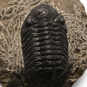 Fossil Phacops Trilobite on Matrix